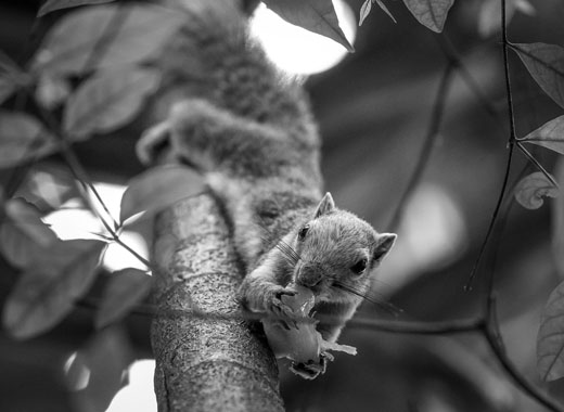 免费信息轰炸机