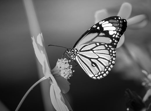 免费短信轰炸机