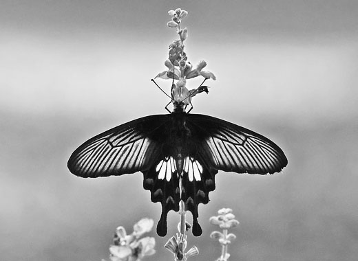 电话轰炸机网页版